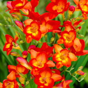 Freesia simple roja